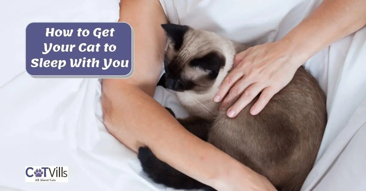 How to Get Your Cat to Sleep With You? 10 Effective ways