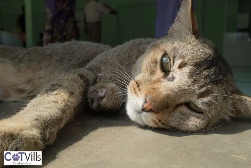 old cat lying around