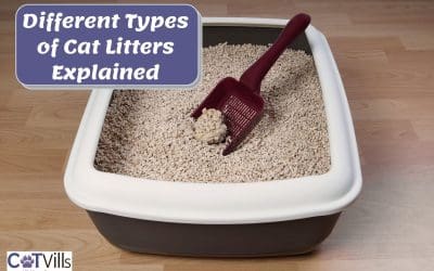 What Are the 5 Different Types of Cat Litter? (COMPARISON Guide)