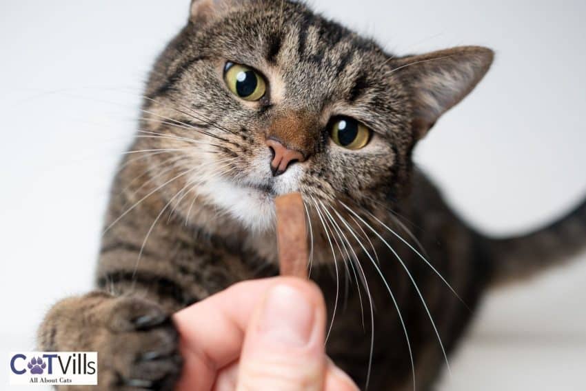 cat about to get the treat on the hand