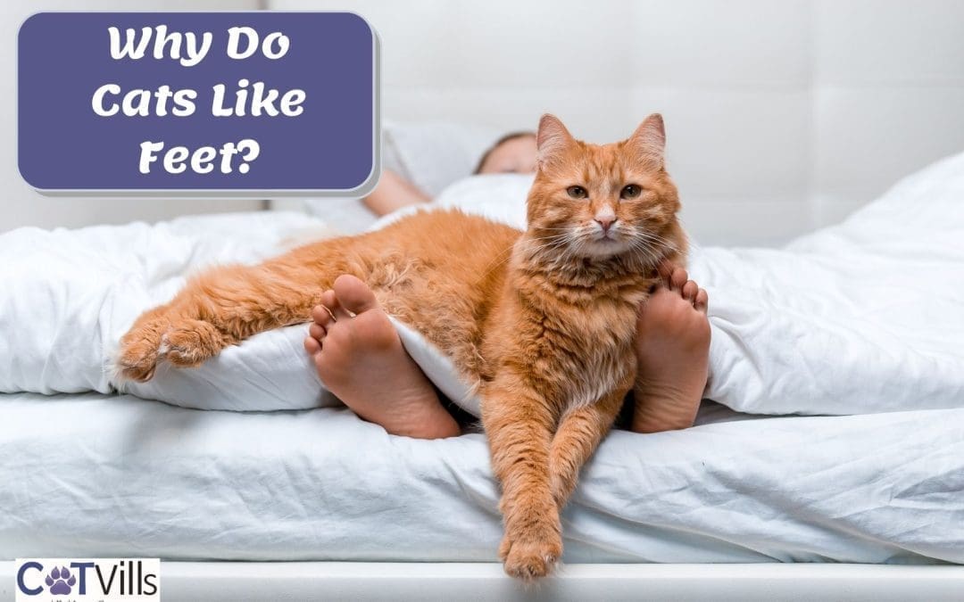 Why Do Cats Like Feet? (7 Common Reasons for Their Obsession)