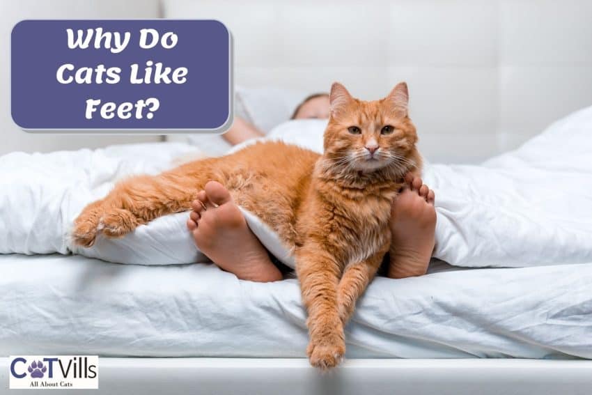 ginger cat lying on the kid's feet but why do cats like feet so much?