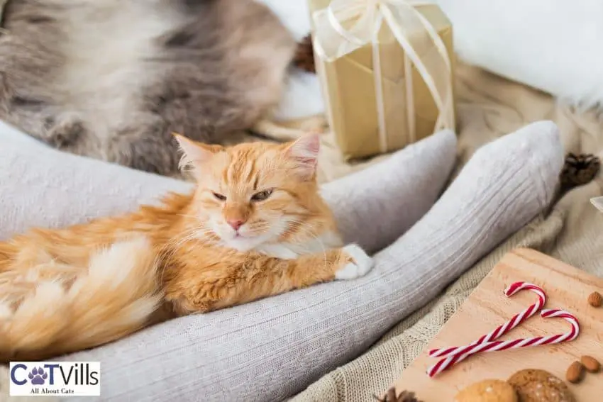 cat lying on the lady's feet with socks