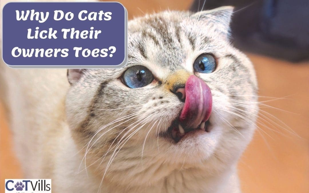 Why Does My Cat Lick My Toes? (5 Reasons You Should Know!)