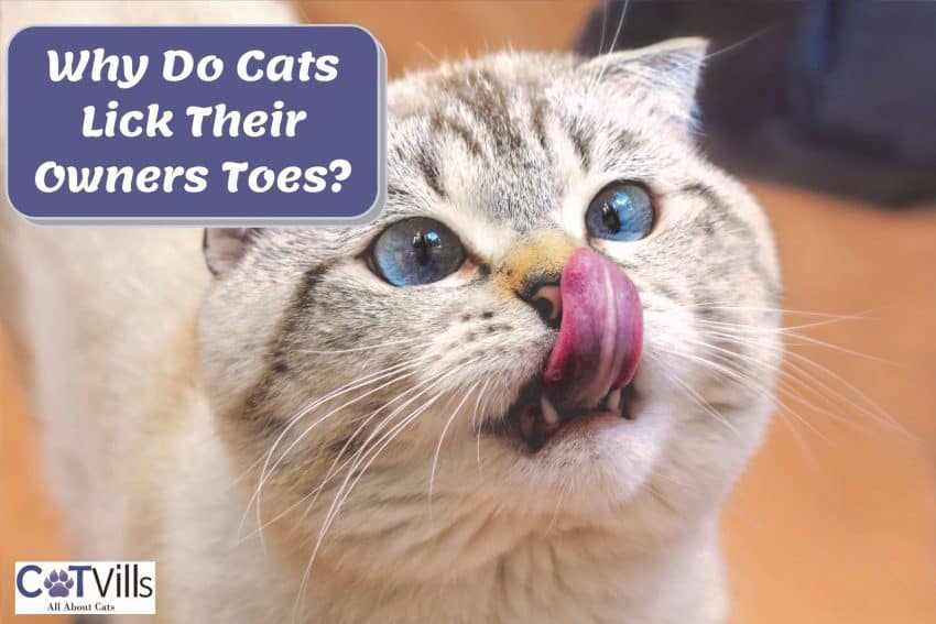 Why Does My Cat Lick My Feet? 5 Reasons Explained