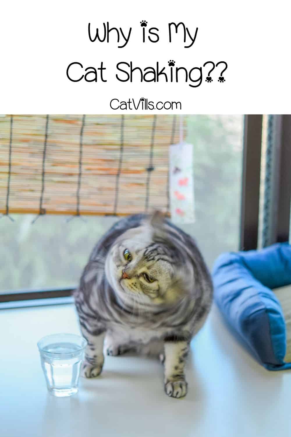 Why is My Cat Shaking? 13 Reasons for Feline Trembling