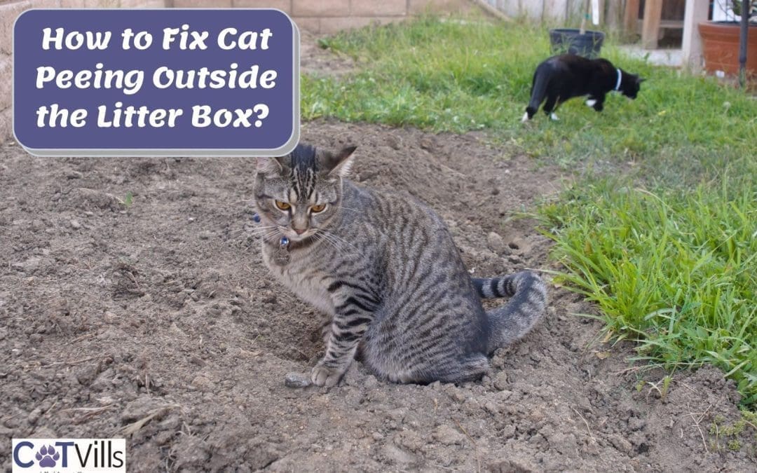 Why Is My Cat Peeing Outside The Litter Box? [12 Reasons!]