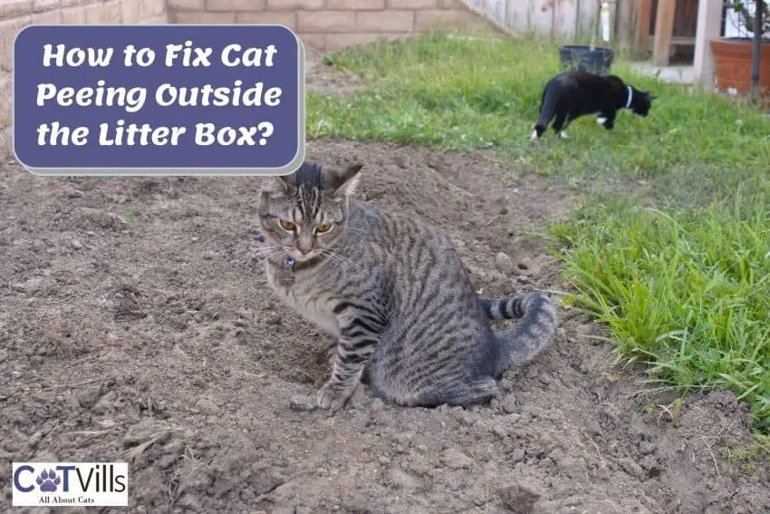 Cat is pooping and outlet peeing outside litter box