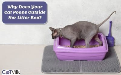 Why Is My Cat Pooping Outside The Litter Box? (9 REASONS)