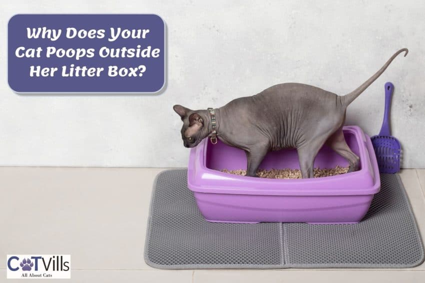 Why Is My Cat Pooping Outside Litter Box? 9 Common Reasons