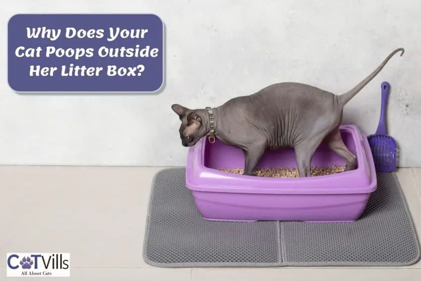 Cat Pooping Outside Litter Box? 9 Most Common Reasons Why