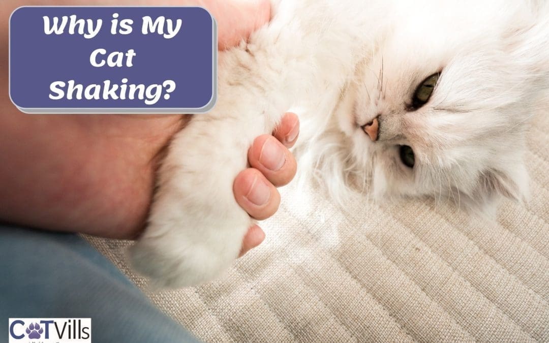 Why is My Cat Shaking? (13 Reasons + What You Have to Do!)
