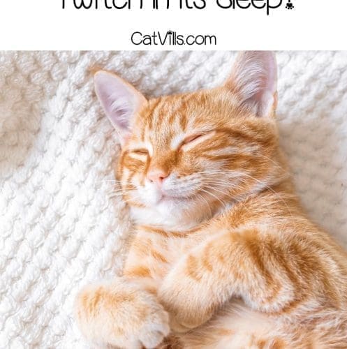 Do Cats Twitch in Their Sleep