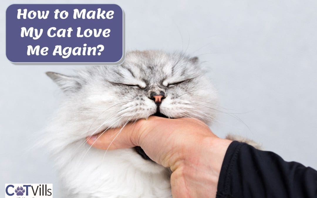 How to Make My Cat Love Me Again? 6 Amazing Tips That Work!