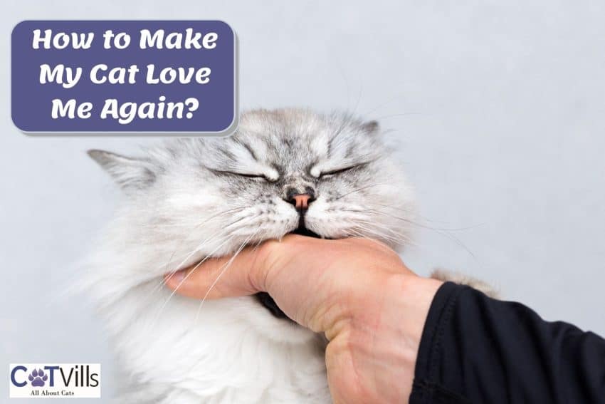 How to Make My Cat Love Me Again
