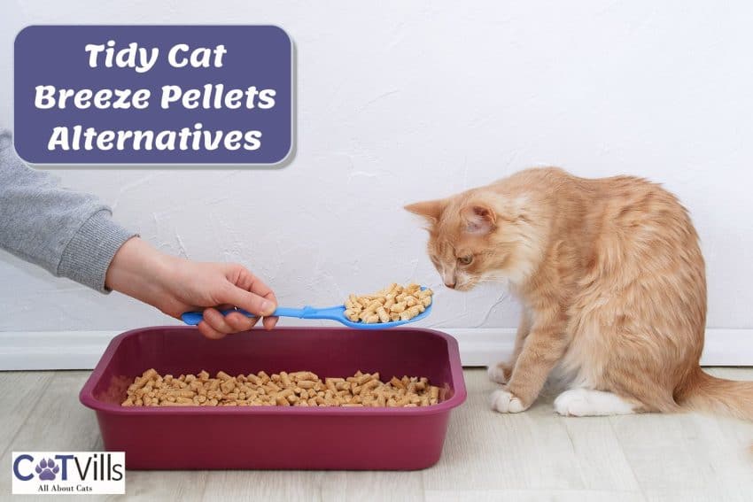 cat smelling some Tidy Cat Breeze Pellets Alternatives on the scooper