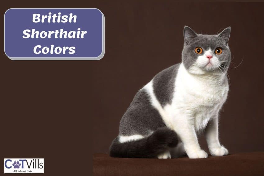 tuxedo british shorthair