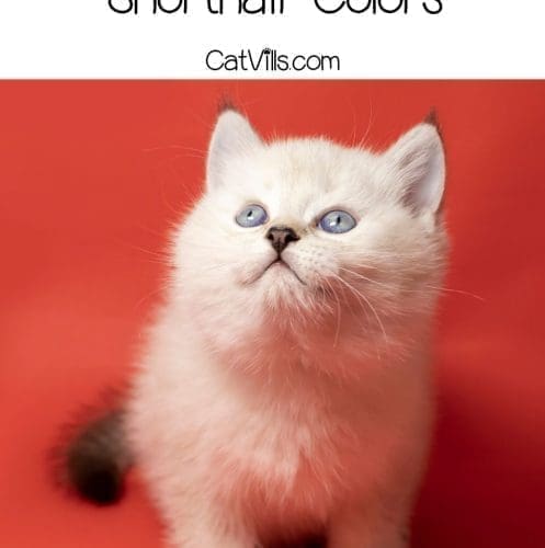 white british shorthair kitten
