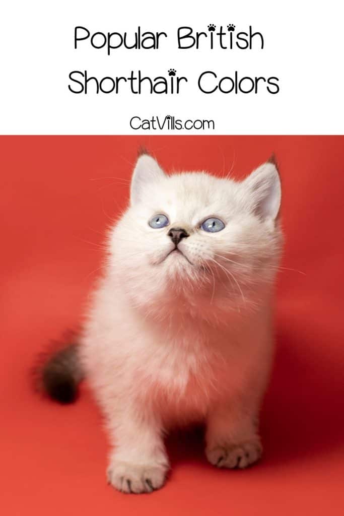 white british shorthair kitten
