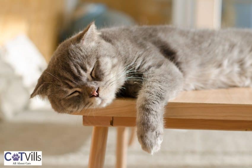 cat sleeping on a table