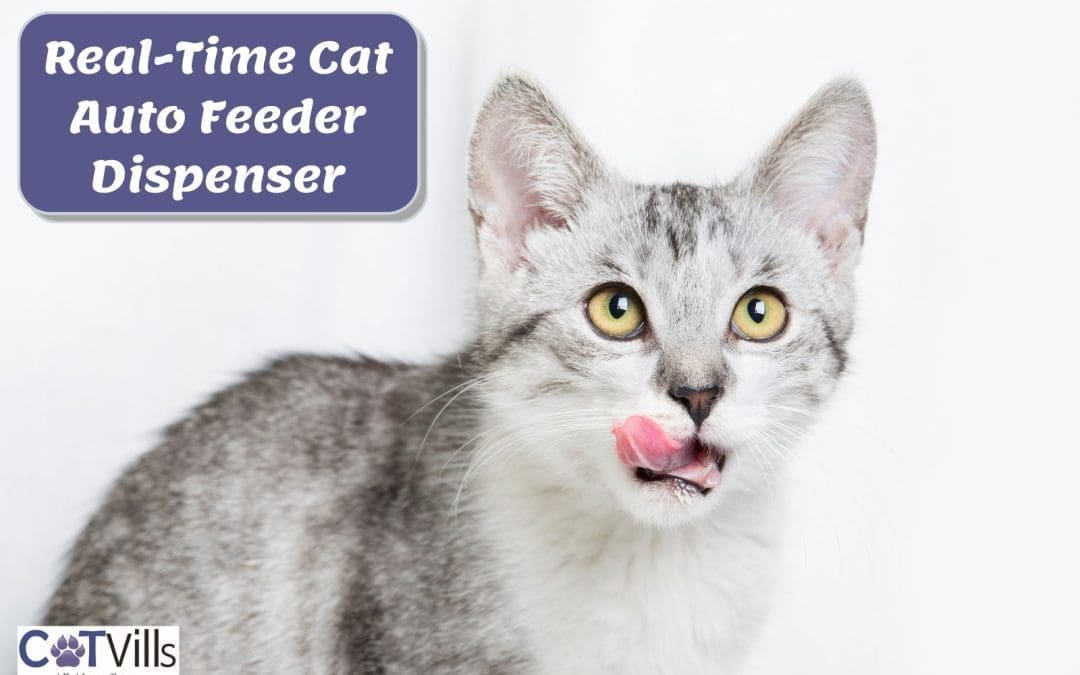This New Real-Time Cat Auto Feeder Dispenser Is a Game-Changer