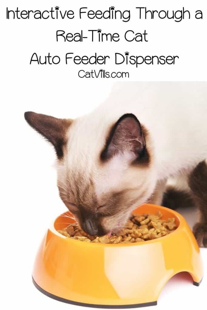 cat eating dry food from real time cat auto feeder dispenser