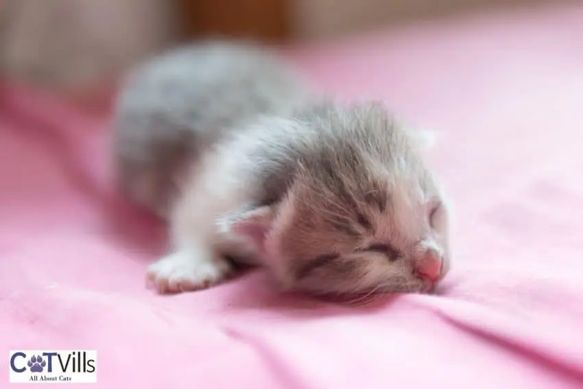 kitten sleeping soundly