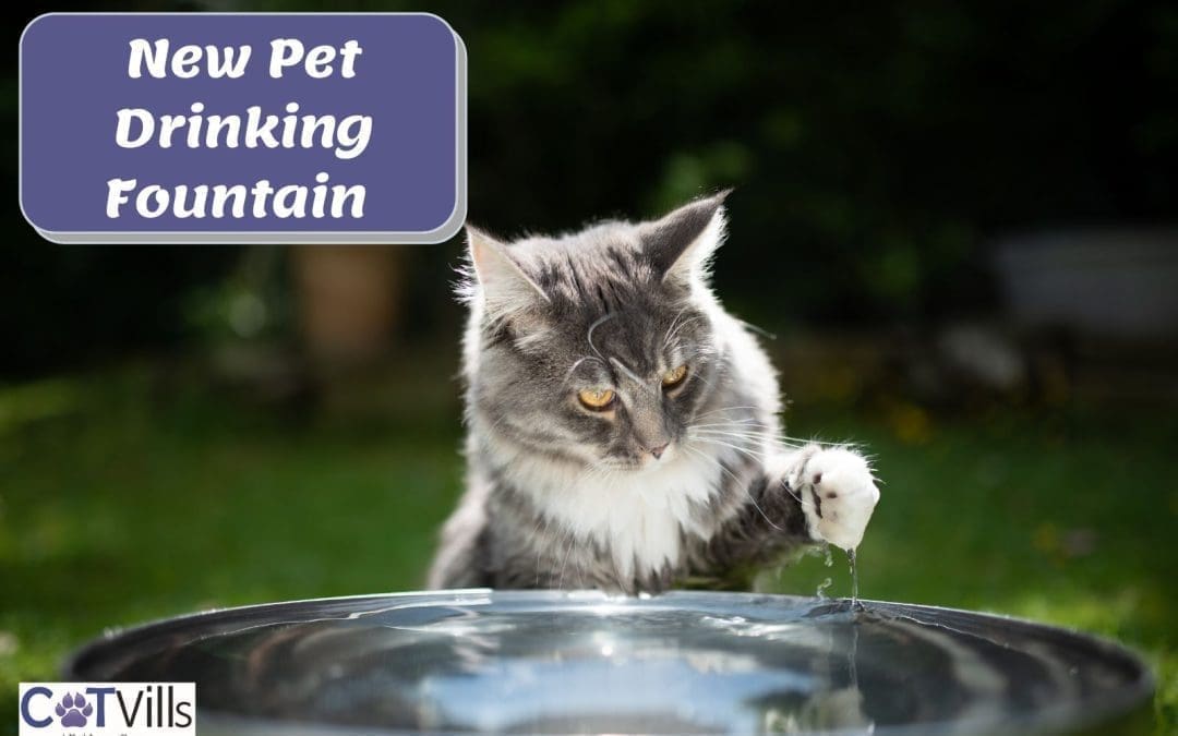 New Revolutionary Pet Drinking Fountain: No More Water Waste, No More Constant Running Water