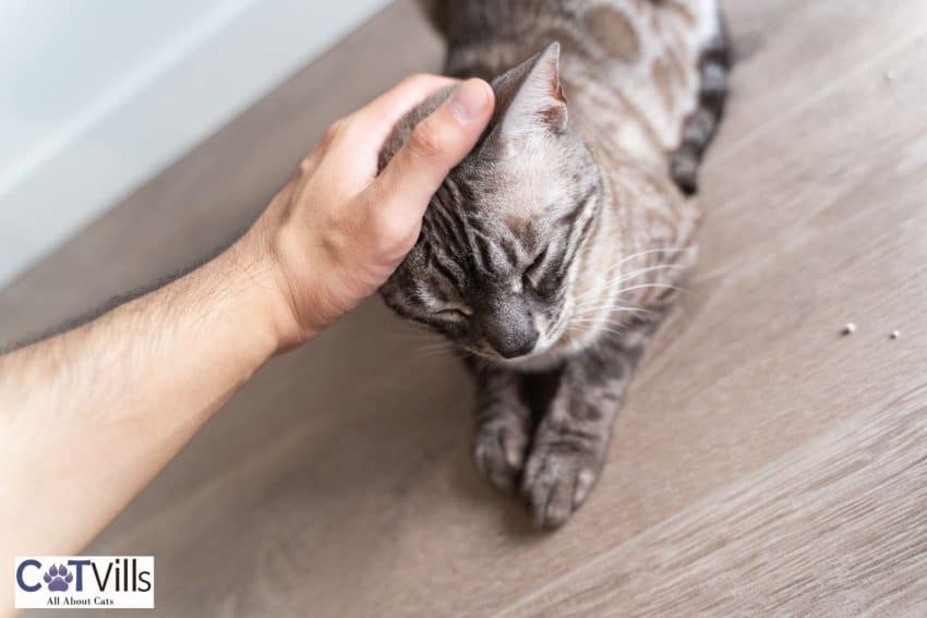 petting a cat