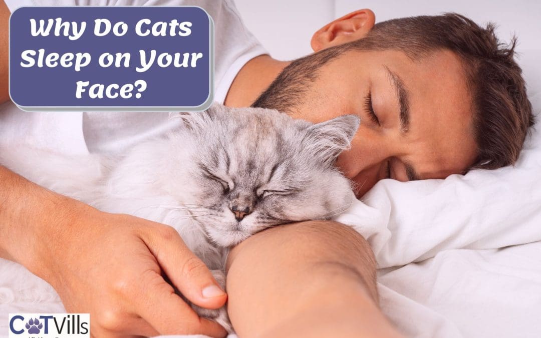 10 Reasons Why Cats Sleep on Your Face [Benefits & Risks]