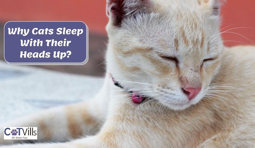 Cat Sleeping Head Up Or Down: 13 Reasons & Should You Worry?