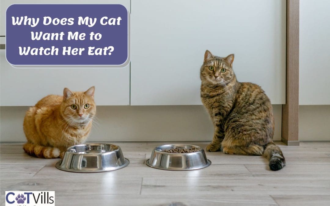 Why Does My Cat Want Me to Watch Her Eat? [10 Real Reasons]