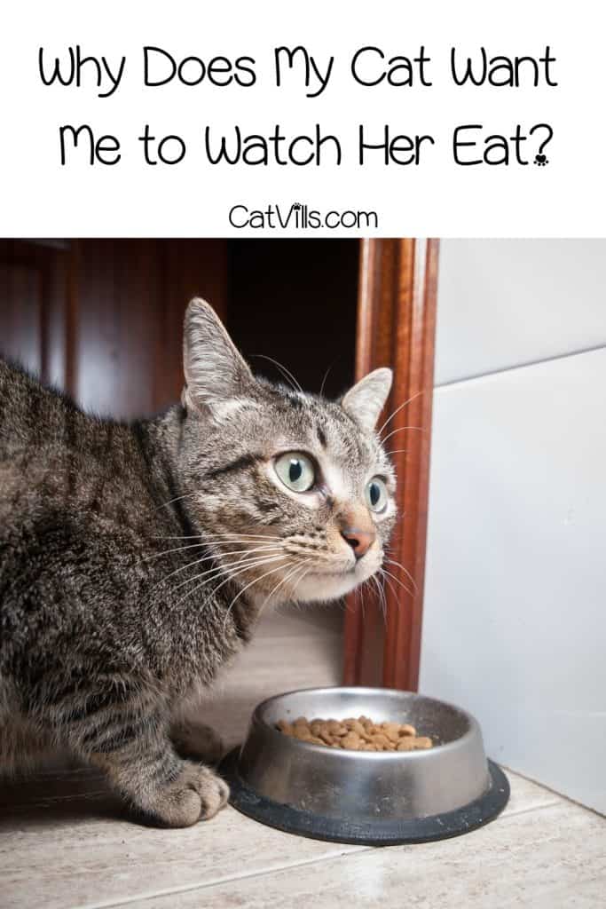 cat staring at her owner while eating