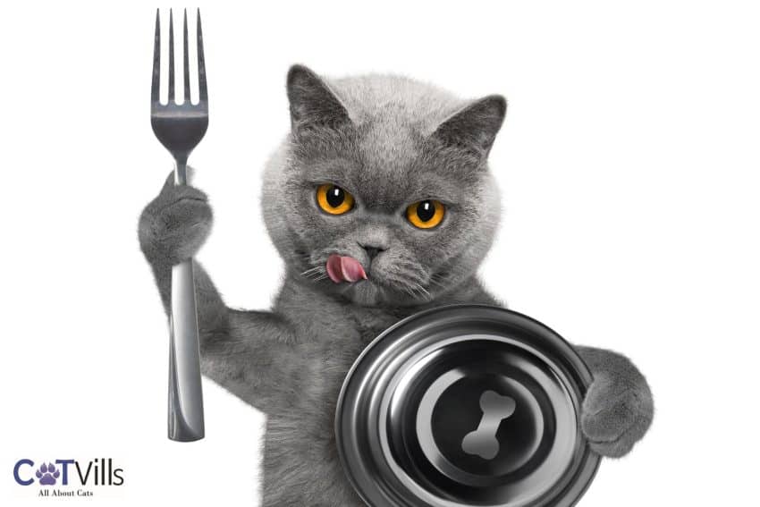 a cat holding a bowl and a fork