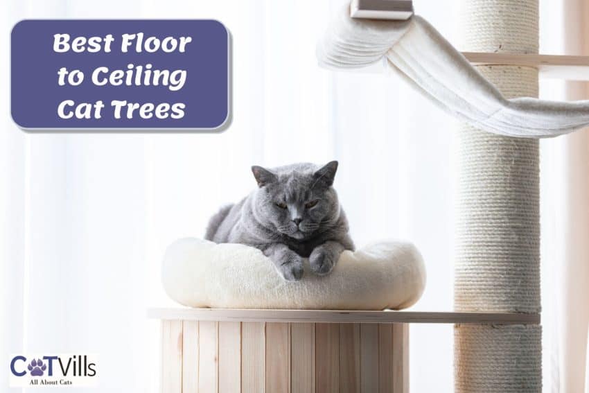 British Shorthair cat resting on the Best Floor to Ceiling Cat Tree