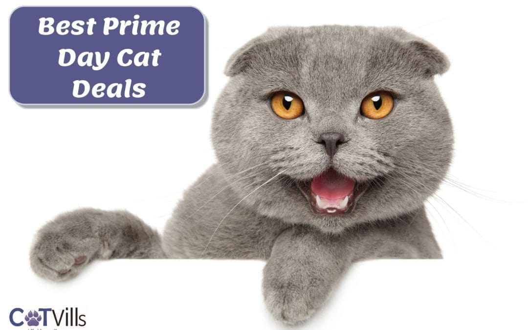 10 Best Cat Deals from Amazon Prime Day 2022