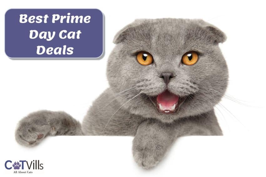 happy british shorthair cat beside Best Prime Day Cat Deals signage