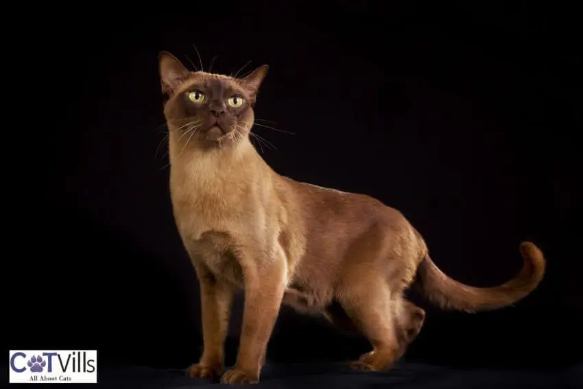 burmese cat