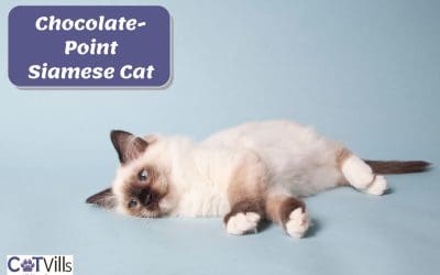 Chocolate-Point Siamese Cats (Personality, Temperament & More)