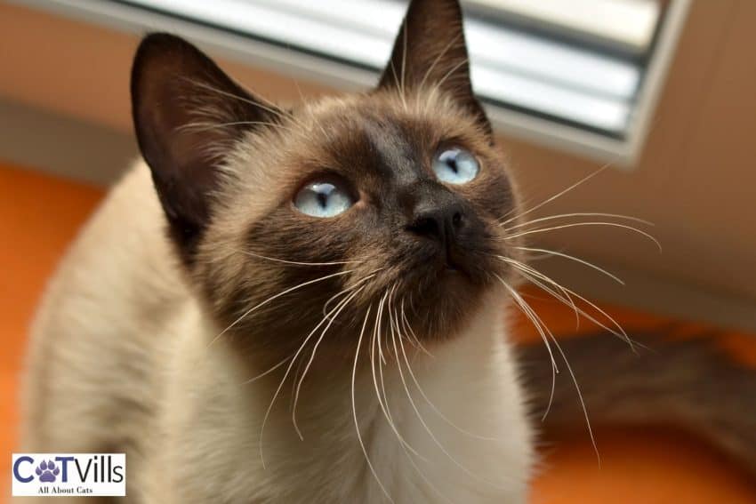 very cute Chocolate-Point Siamese cat