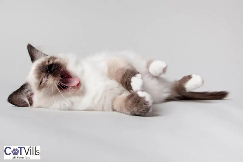 Chocolate-Point Siamese kitten lying on the floor