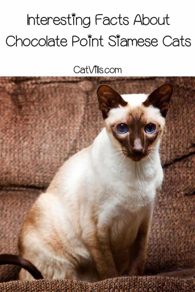 Chocolate-Point Siamese Cat with blue eyes