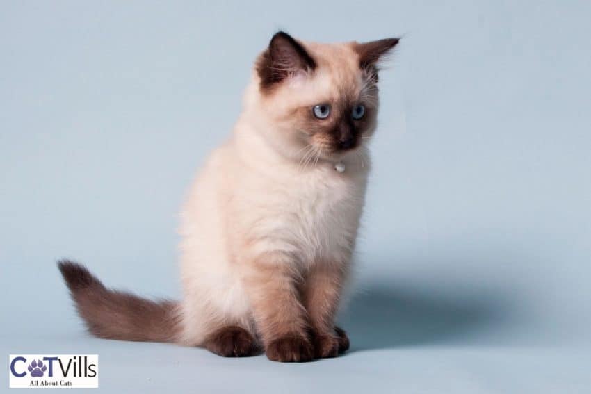 adorable Chocolate-Point Siamese kitten
