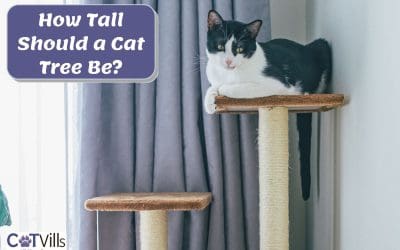 How Tall Should a Cat Tree Be? Measurements & Tips To Know