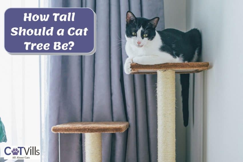 tuxedo cat on a tall cat tree beside "How Tall Should a Cat Tree Be:" signage