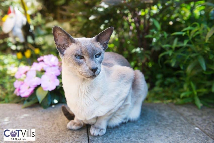 Blue Point Siamese Cat