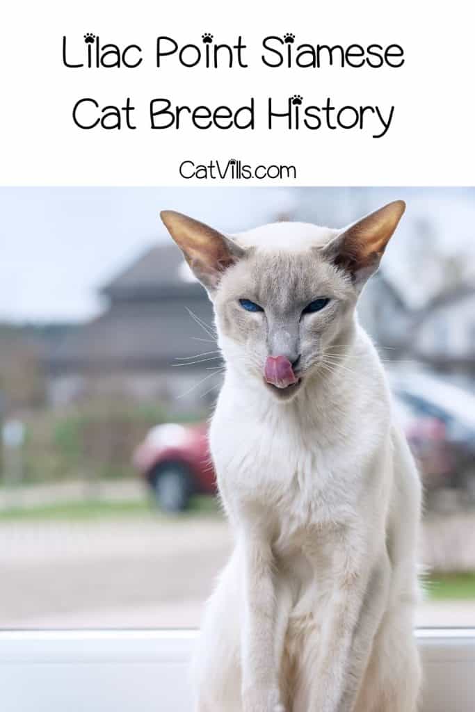 Lilac Point Siamese Cat licking his mouth