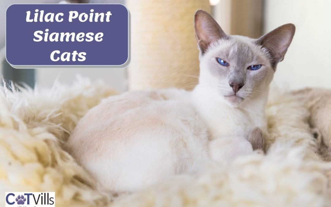 Lilac Point Siamese Cats: History, Characteristics & More