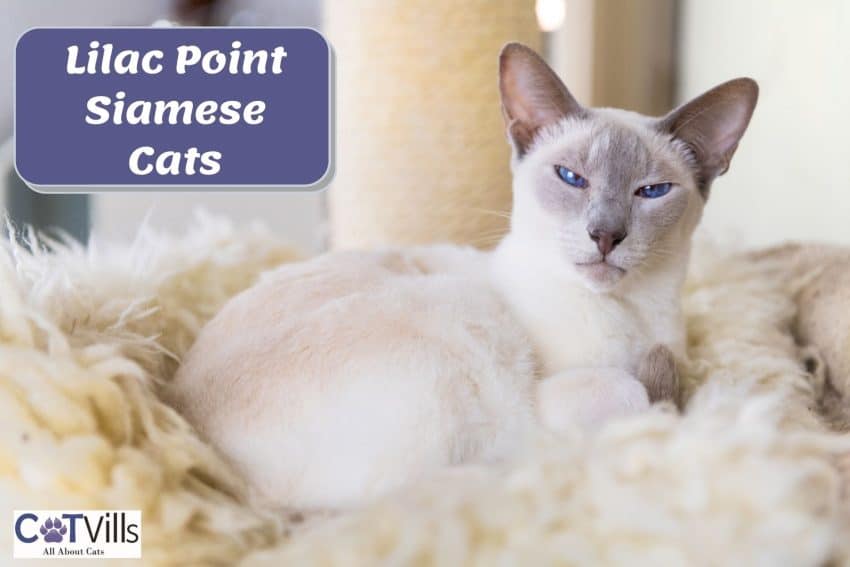 Lilac Point Siamese Cat lying on the bed