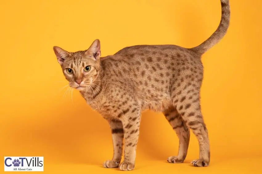 Ocicat in a yellow background